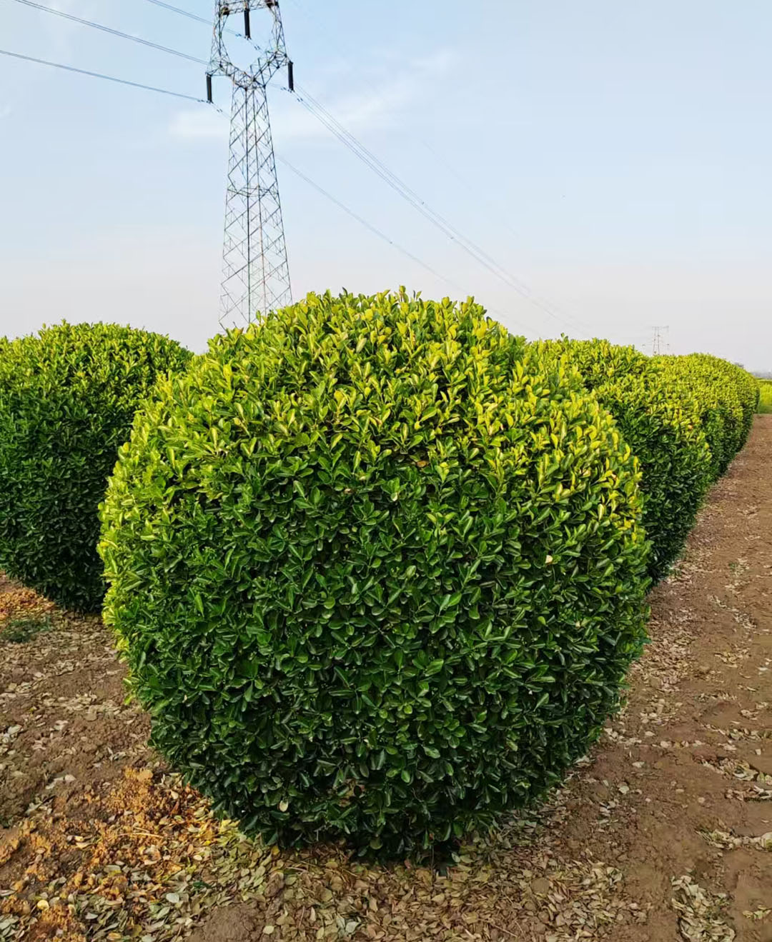 1734922437.jpg 微信圖片_20241219161911.jpg